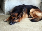 RESERVIERT ! — VIKING – alter Schäferhund braucht Platz für seine letzte Zeit – Tierheim Couzeix