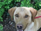 RESERVIERT : Jasper, junger, sympathischer Labrador-mix in Mornac