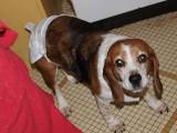 RESERVIERT : Notfall ++++ : Aufruf von der Letze Chance fur eine Beagle Oma