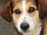 RESERVIERT /In Mornac : Jolie die Hubsche Beagle mix Dame