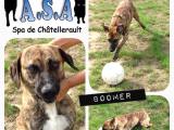 RESERVIERT : BOOMER – Boxer-Cane Corso-Mix aus Chatellerault