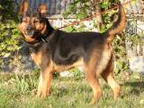 WURDE AUF ORT VERMITTELT : Notfall Poitiers : Rex Bildschoner Schaferhund