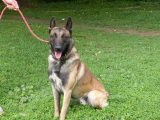 *Reserviert* JEANS – Malinois in Poitiers