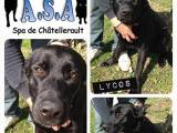 in frankreich vermittelt / LYCOS – Labrador wie man ihn sich wünscht… aus Chatellerault