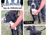 RESERVIERT : KERA – Doggenmix aus Chatellerault