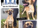 RESERVIERT : MANNY – Boxermix aus Chatellerault