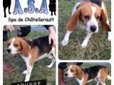 *RESERVIERT* GRUNGE – kleiner Beaglestinker aus Chatellerault