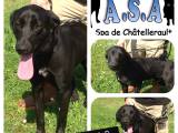 RESERVIERT : Chatellerault :  PABLO – Labradoryoungster aus Chatellerault
