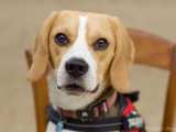 RESERVIERT : MONROE – Beagle mit zu viel Wumms aus Poitiers
