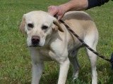 RESERVIERT  : Poitiers : Stan sehr toller Labrador braucht dringend eine Stelle