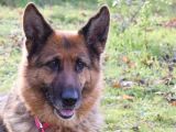 RESERVIERT : Cipam : Lara eine Traumhundin sucht sein Dosenoffner dringend