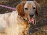 Charlie toller Epagneul Setter mix aus Poitiers