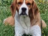 📍VERMITTELT 📍 MALICE – Beagle von Association Adoptanimaux