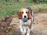 📍VERMITTELT 📍 TINA – Beagle von Association Adoptanimaux