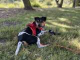 📍VERMITTELT 📍TALCO – Brasilianischer Terrier von Association Adoptanimaux