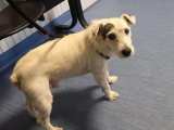 📍VERMITTELT 📍 ENZIO – Parson Russel Terrier von Association Adoptanimaux
