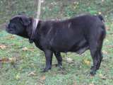 📍 VERMITTELT 📍JESSY – Französische Bulldogge aus CIPAM